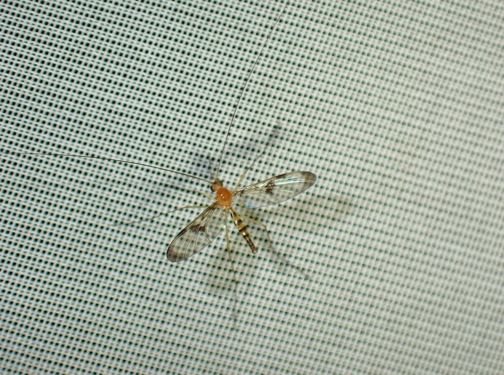 Macrocera clara