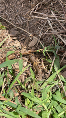 Neoscapteriscus vicinus