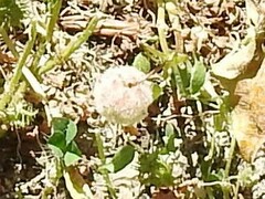 Trifolium tomentosum