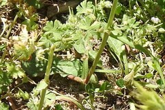 Rumex pulcher