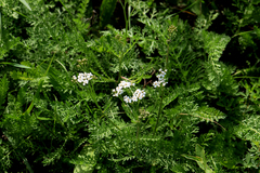 Achillea