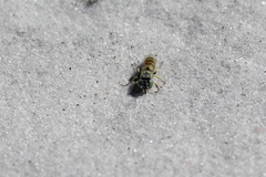 Microbembex monodonta