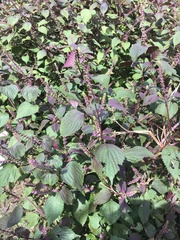 Perilla