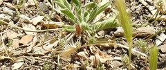 Hordeum murinum leporinum