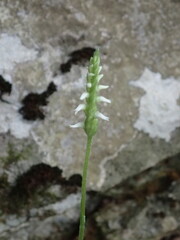 Spiranthes ovalis