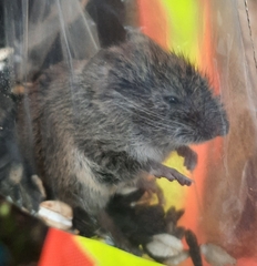 Clethrionomys gapperi