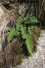 Polypodium vulgare