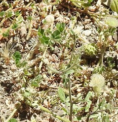 Trifolium tomentosum