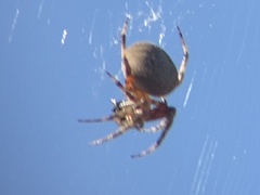 Araneus gemma