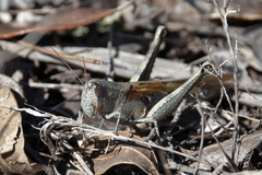 Schistocerca rubiginosa