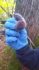 Clethrionomys gapperi