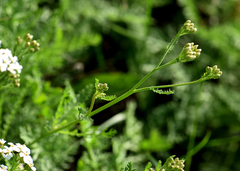Achillea