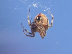 Araneus gemma