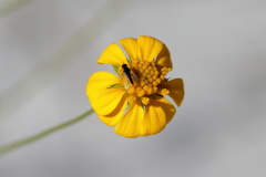 Brachycera