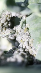 Brevicoryne brassicae