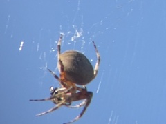Araneus gemma