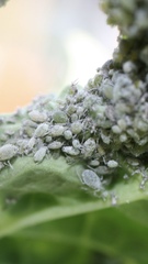 Brevicoryne brassicae