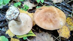 Leucocortinarius bulbiger