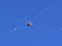 Araneus gemma