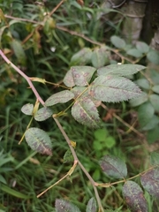 Rosa canina