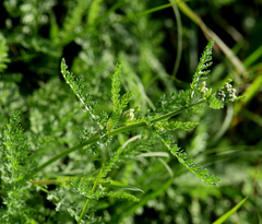Achillea