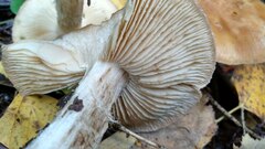 Leucocortinarius bulbiger