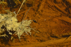 Anaxyrus boreas