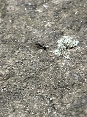 Brachyponera chinensis