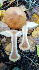 Leucocortinarius bulbiger