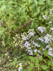 Symphyotrichum cordifolium