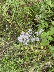 Symphyotrichum cordifolium