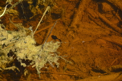 Anaxyrus boreas