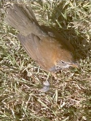 Hylocichla mustelina