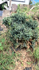 Juniperus horizontalis