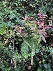 Agrimonia striata