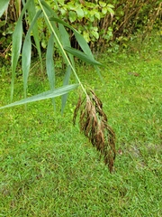 Phragmites