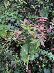 Agrimonia striata