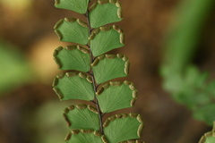 Adiantum flabellulatum