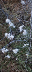 Eriophorum viridicarinatum