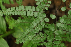 Adiantum flabellulatum