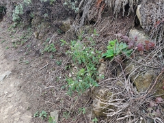 Solanum furcatum