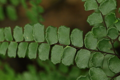 Adiantum flabellulatum