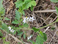 Solanum furcatum