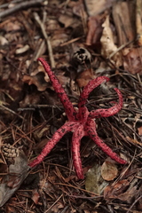 Clathrus archeri