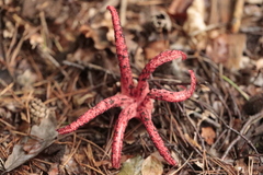 Clathrus archeri