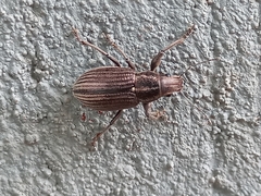 Naupactus tremolerasi