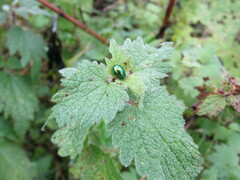 Chrysolina graminis