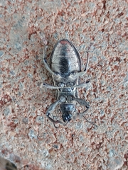 Naupactus tremolerasi