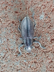 Naupactus tremolerasi