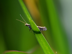 Plutella xylostella
